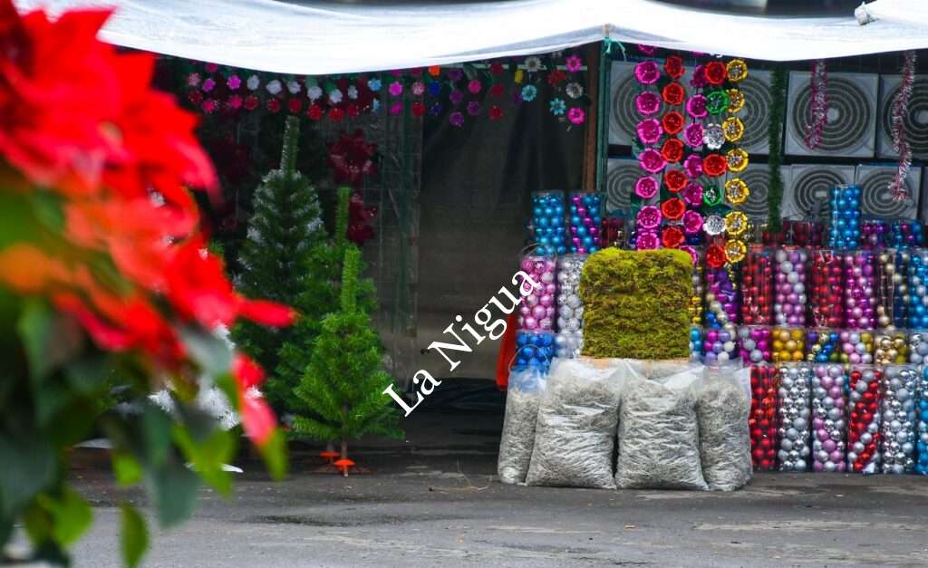 Inaugura Presidente Juan Martínez “Expo Pinos Navideños 2022”