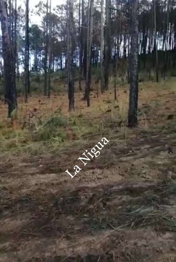 Denuncian tala inmoderada en Perote