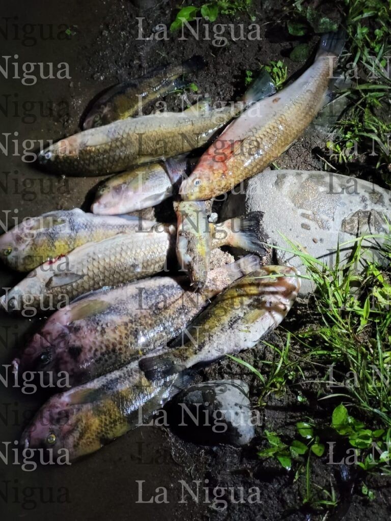 Mueren cientos de peces en río Jamapa; debido a la contaminación