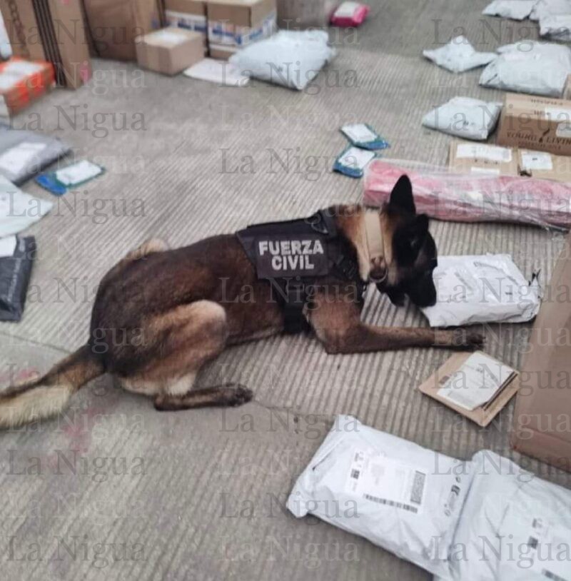 Lomito de la Fuerza Civil intercepta paquete con droga