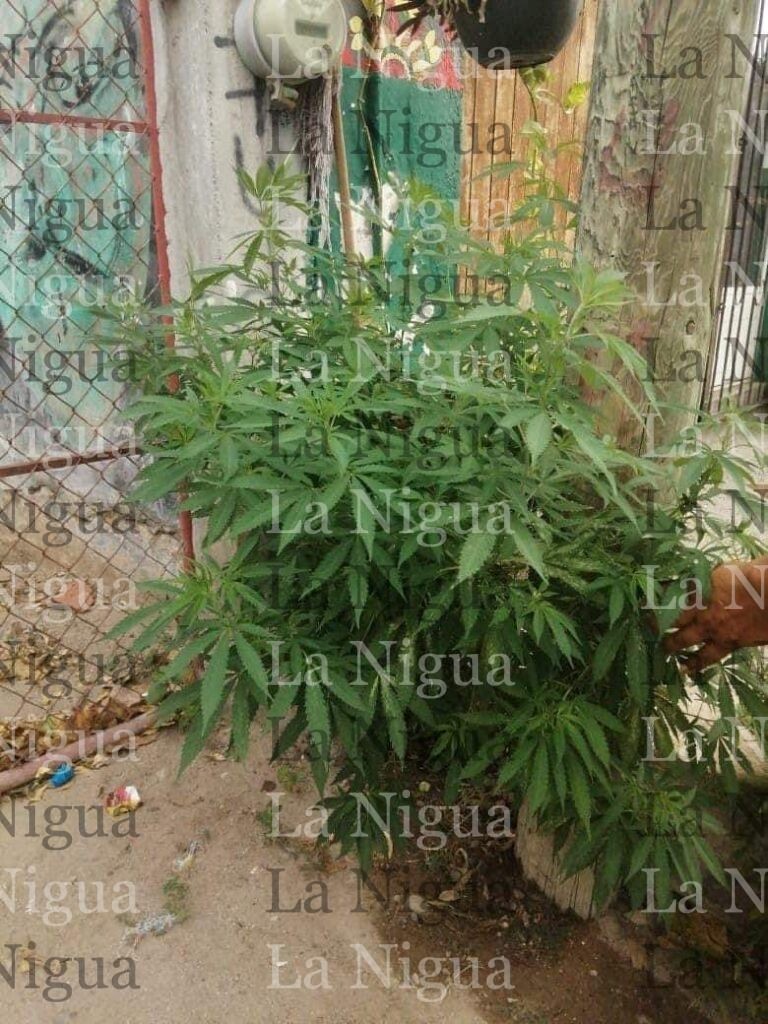 Encuentran planta de mariguana en calle céntrica de Juchitan, Oaxaca