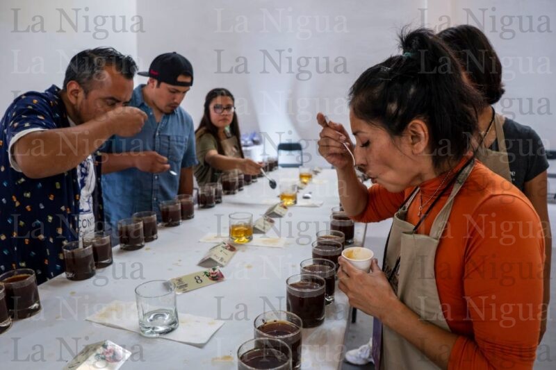 Avanzan 6 muestras de café cordobés a la fase nacional de Taza de Excelencia
