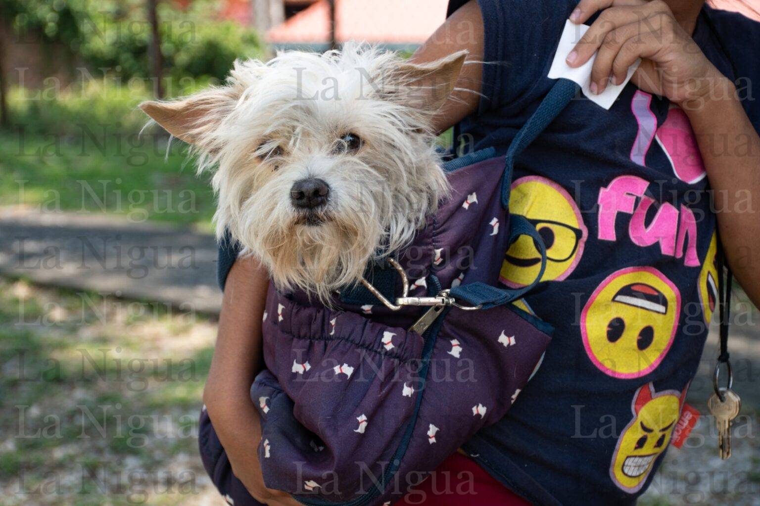 Habrá registro gratuito de mascotas, hora del cuento y carrera en el marco del Día del Niño