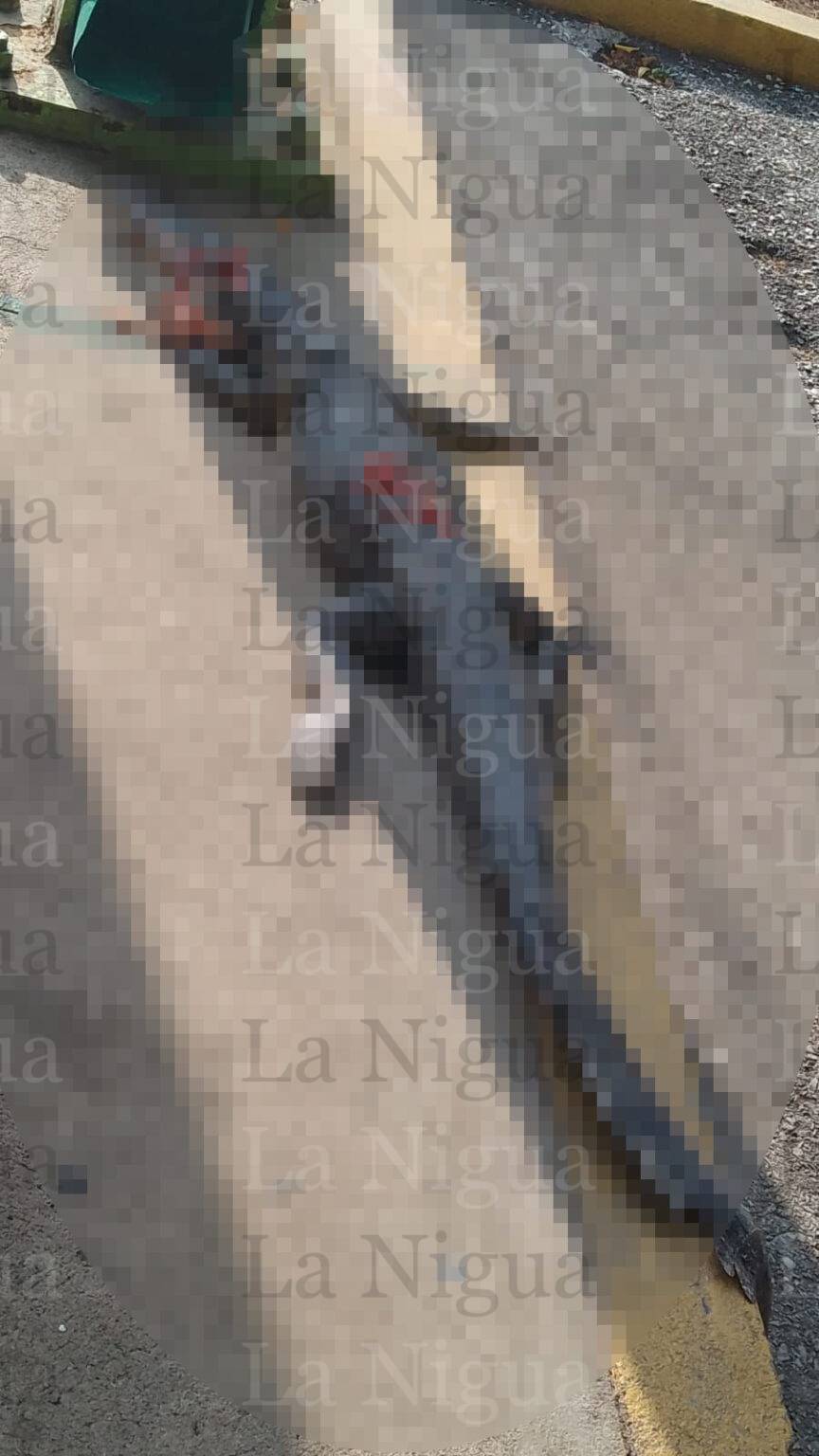 Cocodrilo murió al ser arrollado sobre el Corredor Urbano”Luís Donaldo Colosio”