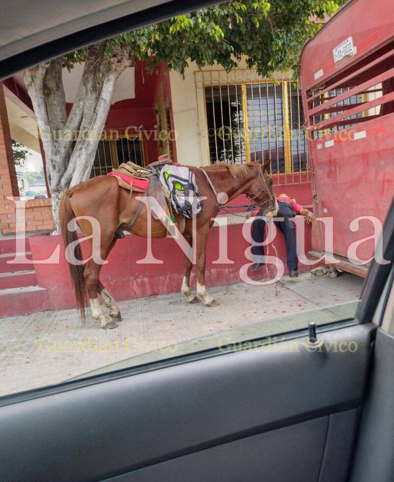Denuncian maltrato a caballo en Paso del Macho