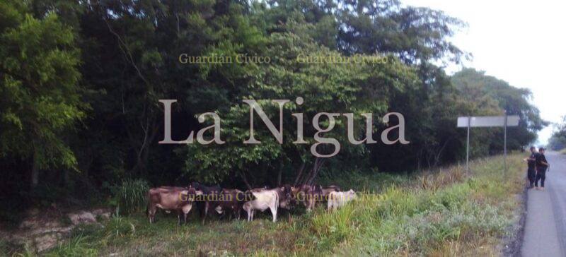 Roban 15 cabezas de ganado y la policía las recupera a tiempo