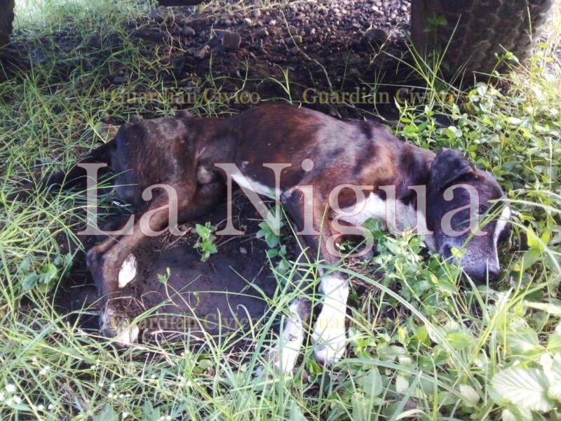 Piden apoyo para perrito atropellado