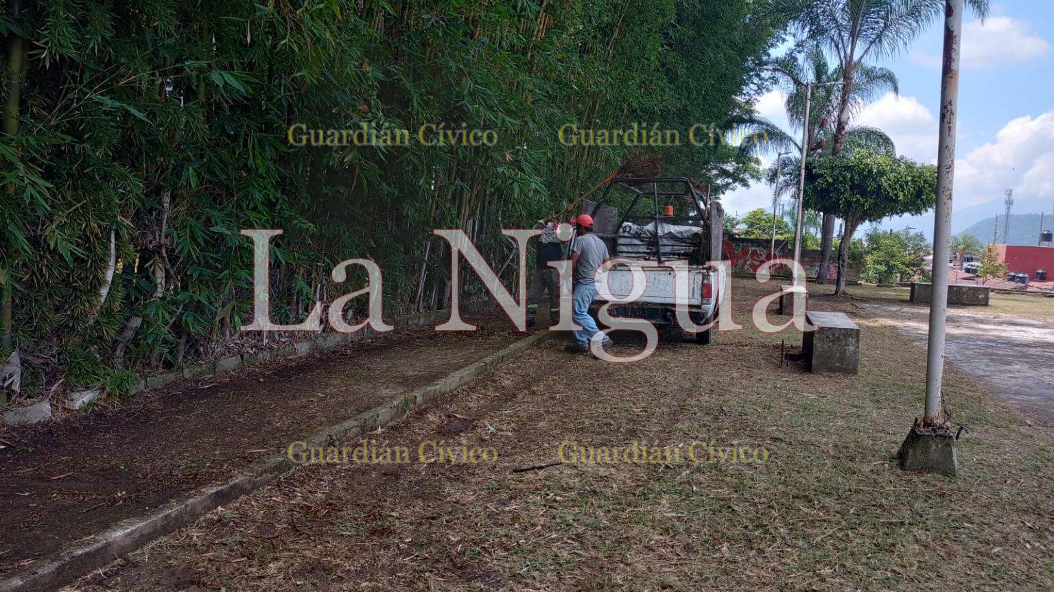 Llega la campaña Transformando tu Colonia al Greco