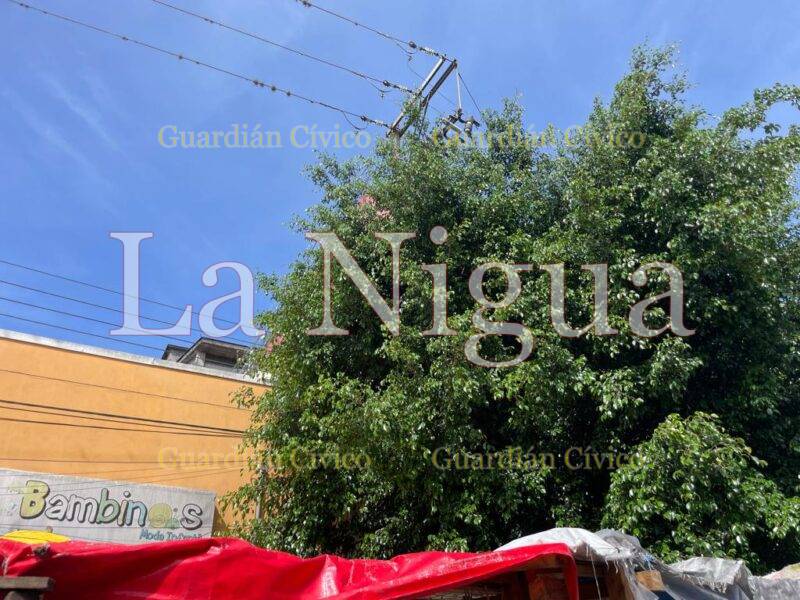 Remueve Ayuntamiento de Córdoba arboles de avenida 8