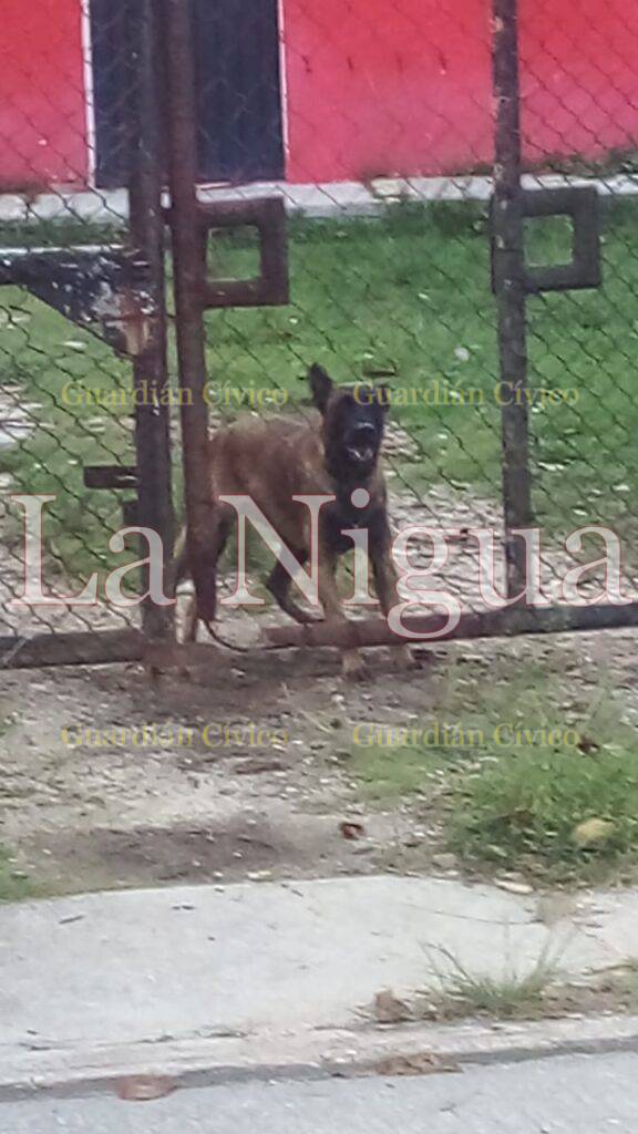 Perro ataca a mujer en #LasChoapas