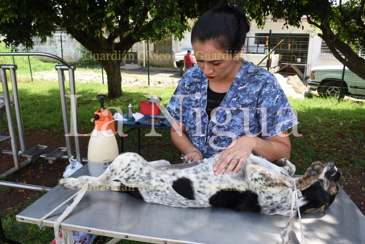 Realizan  campaña de esterilización en la Colonia San José
