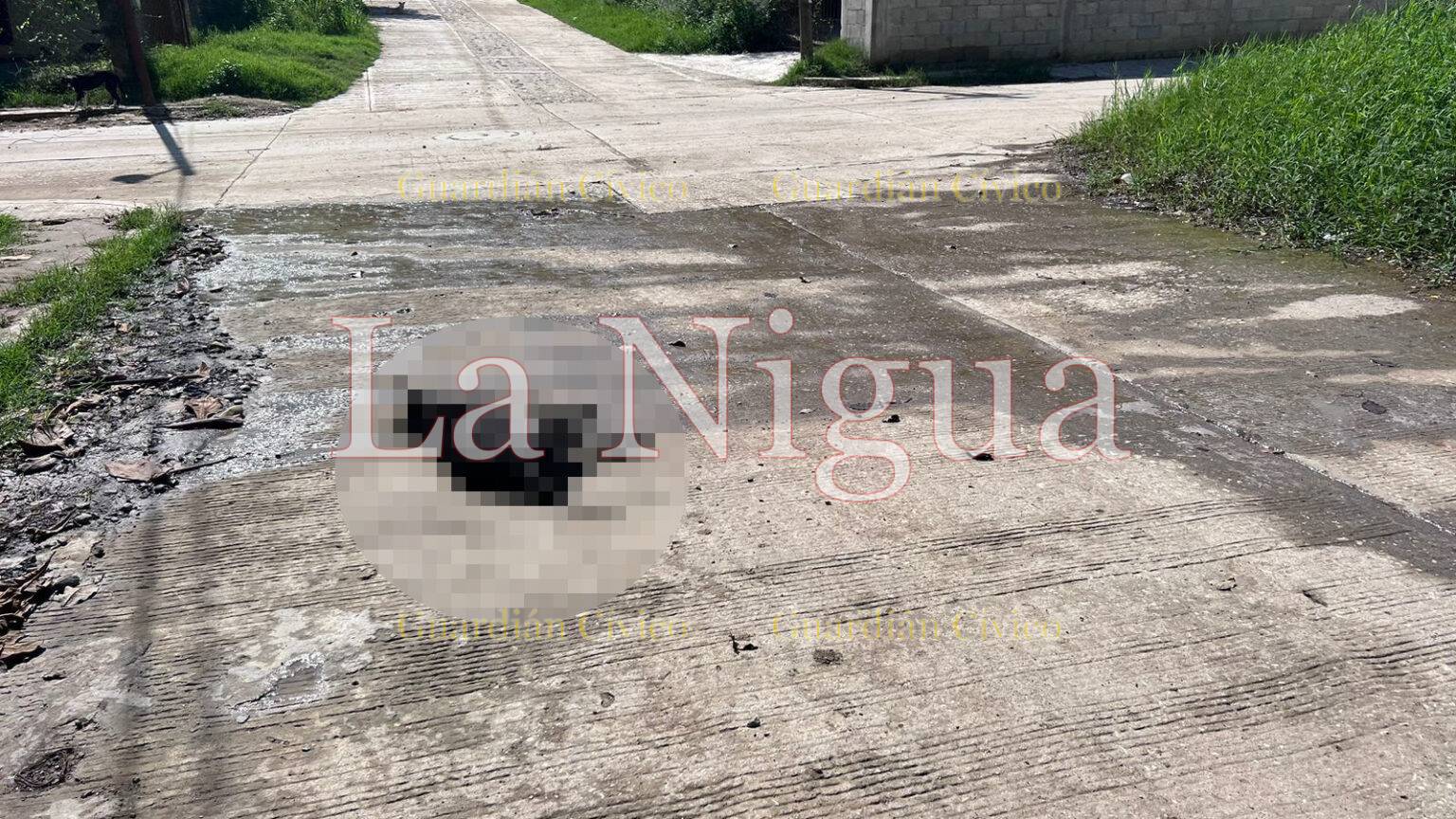 Envenenan a perritos en Tantoyuca; denuncian a mujer