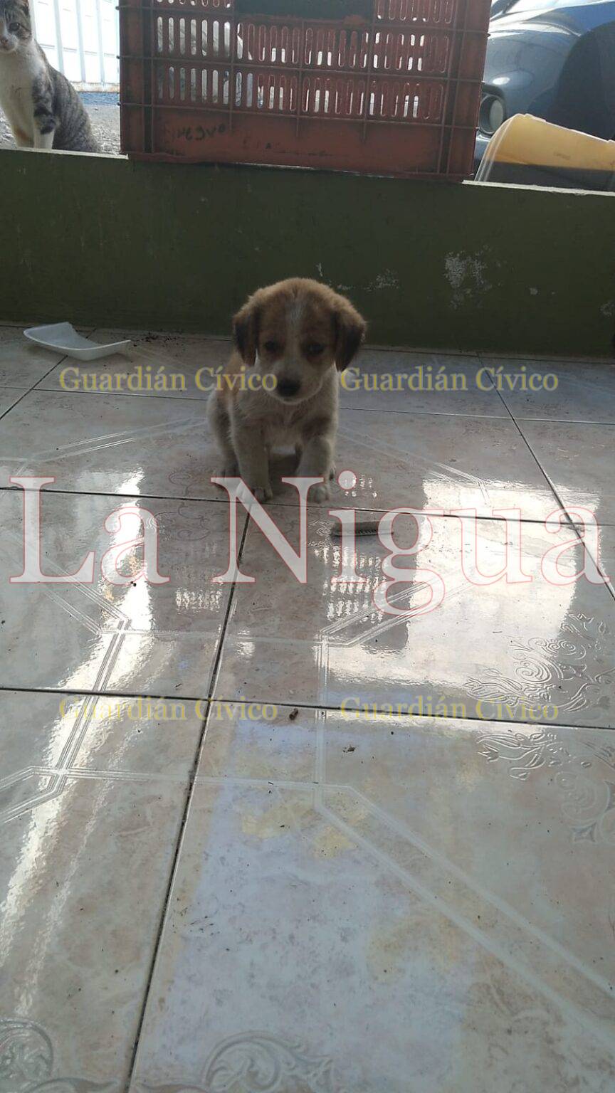 Cachorro en adopción responsable