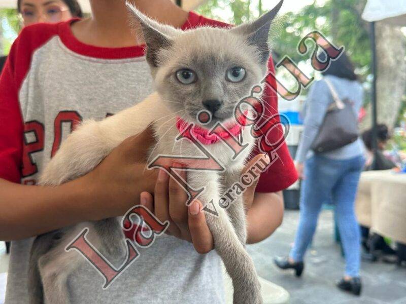 Adoptan 6 mascotas en “Feria del Bienestar Animal”