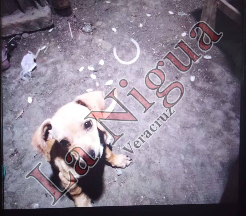 Buscan a perrita perdida