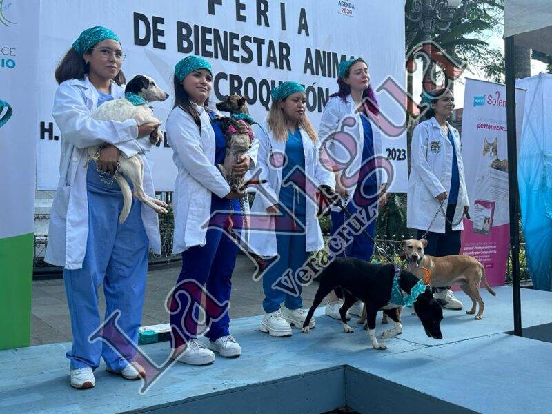 Darán en adopción 10 caninos en “Pasarela Navideña”