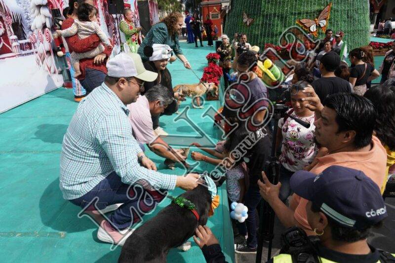 Adoptan cordobeses a seis mascota en pasarela de Bienestar Animal