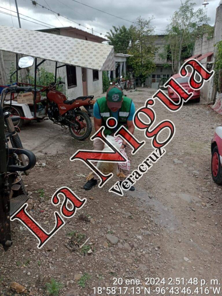 Reubican pelicano perdido en Paso del Macho