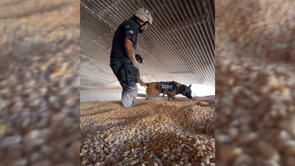 Encuentran muerto a trabajador atrapado en Torreón tras derrumbe de silo
