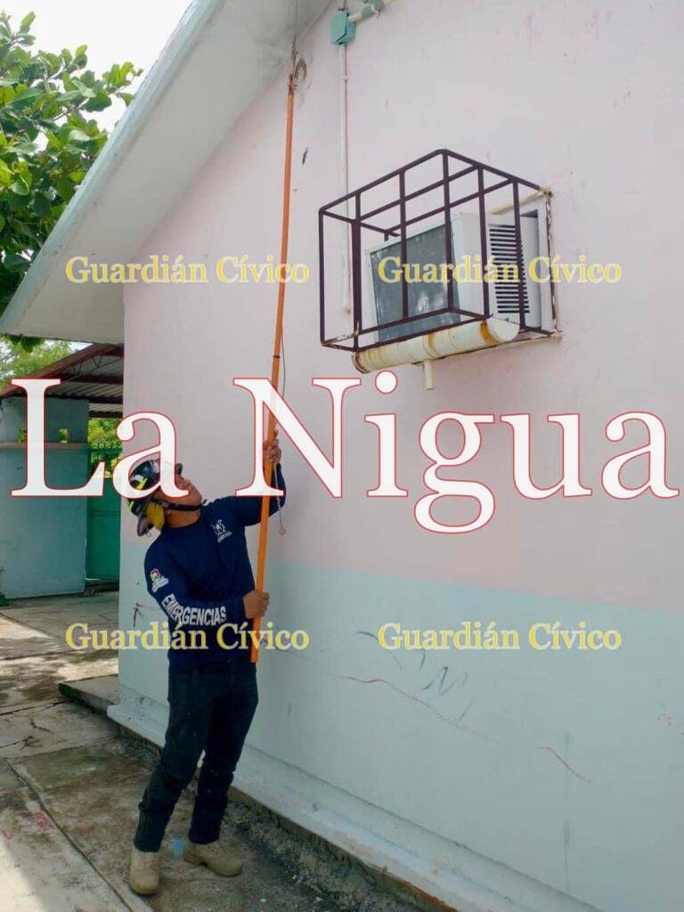 Bomberos de Soledad retiran panales de avispas en kinder