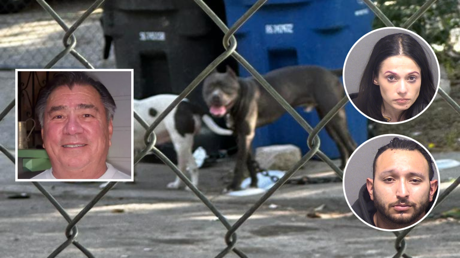 Dueños de perros que mataron a veterano son sospechosos de entrenarlos con carne para ‘ser agresivos’