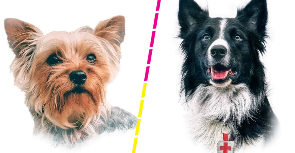 TANGO Y ATHOS: ENVENENARON A PERROS RESCATISTAS DE LA CRUZ ROJA MEXICANA