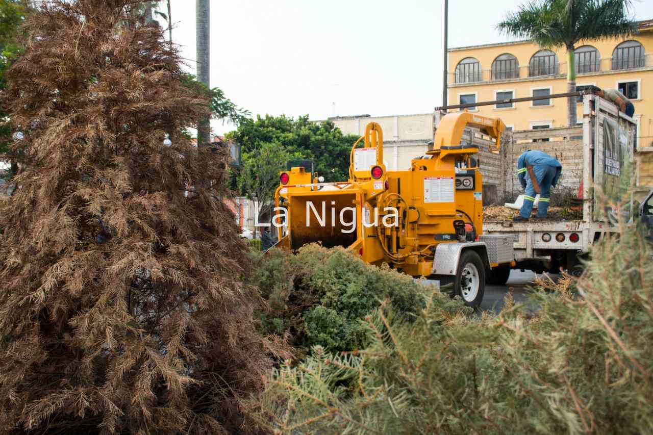 Inicia reciclaje de pinos navideños 1 img 20220113 wa00444572096582408337160