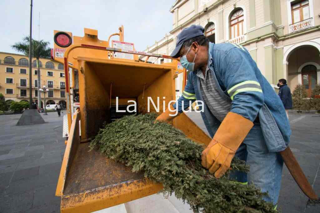 Inicia reciclaje de pinos navideños