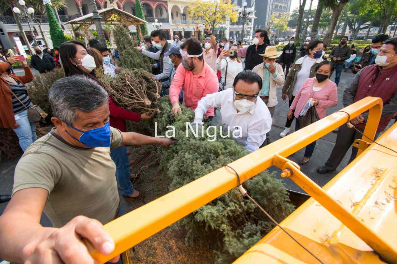 Inicia reciclaje de pinos navideños 4 img 20220113 wa00471846502956163141951