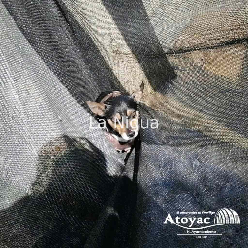 Rescata Protección Civil de Atoyac a perrito atrapado en el canal