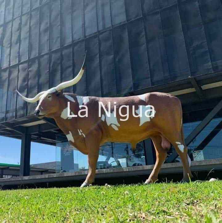 La vaca de Orizaba ya está comprometida 3 img 20220126 wa01038303249209077375520