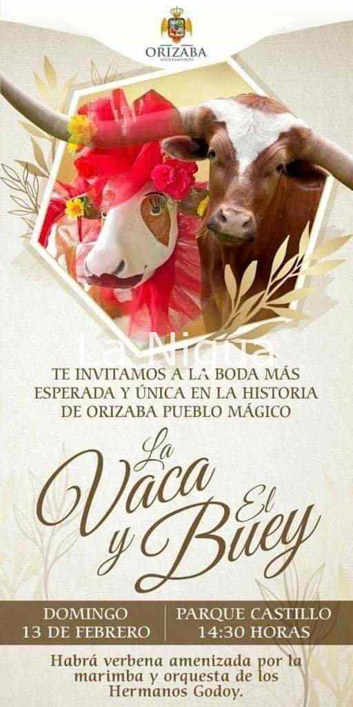 La vaca de Orizaba ya está comprometida 2 img 20220126 wa01047557870635072822963