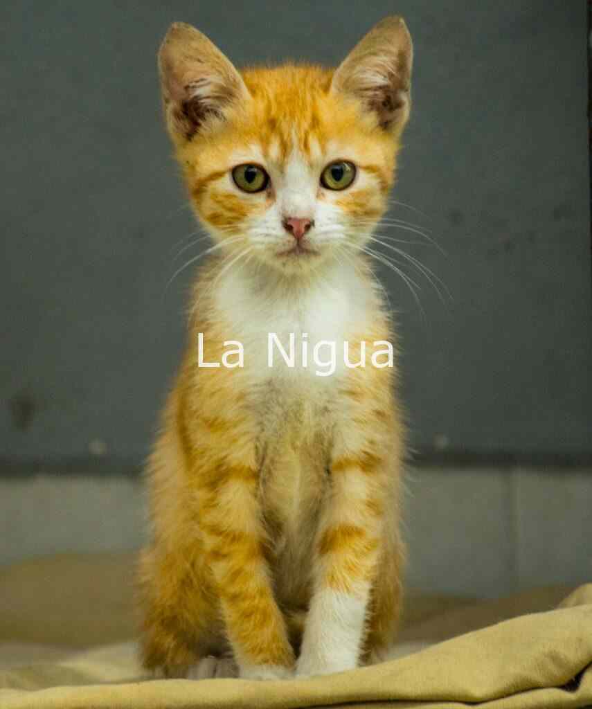 Busca CBA hogar para animales