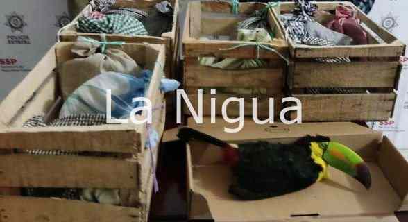 Interviene SSP a dos personas por presunto tráfico ilegal de especies en #SanAndrésTuxtla 1 img 20220209 wa00472843772946184148899
