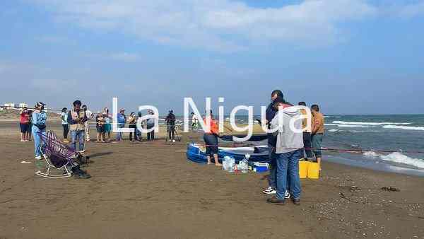 Continúan las acciones para mantener con vida a delfín que recaló herido en la playa de Coatzacoalcos 1 img 20220224 wa00651425772788274767422