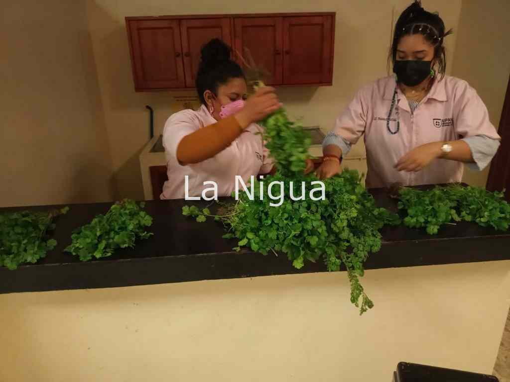 Invita IMSS Veracruz Sur a crear huertos familiares 3 img 20220308 wa00853871071474878466498