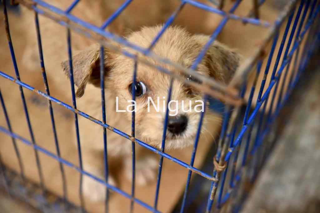 Buscan reformar el Reglamento de Bienestar Animal para que sea más inclusivo y funcional 3 img 20220313 wa00354713192232537732548