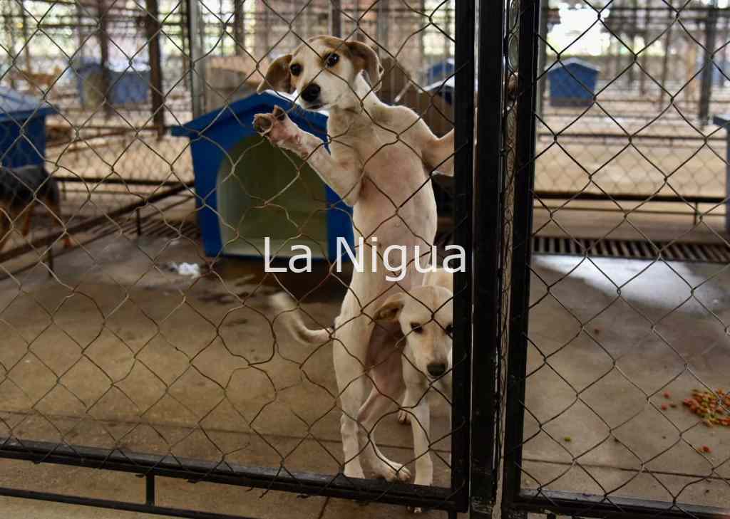 Buscan reformar el Reglamento de Bienestar Animal para que sea más inclusivo y funcional 4 img 20220313 wa00366954735209976853533
