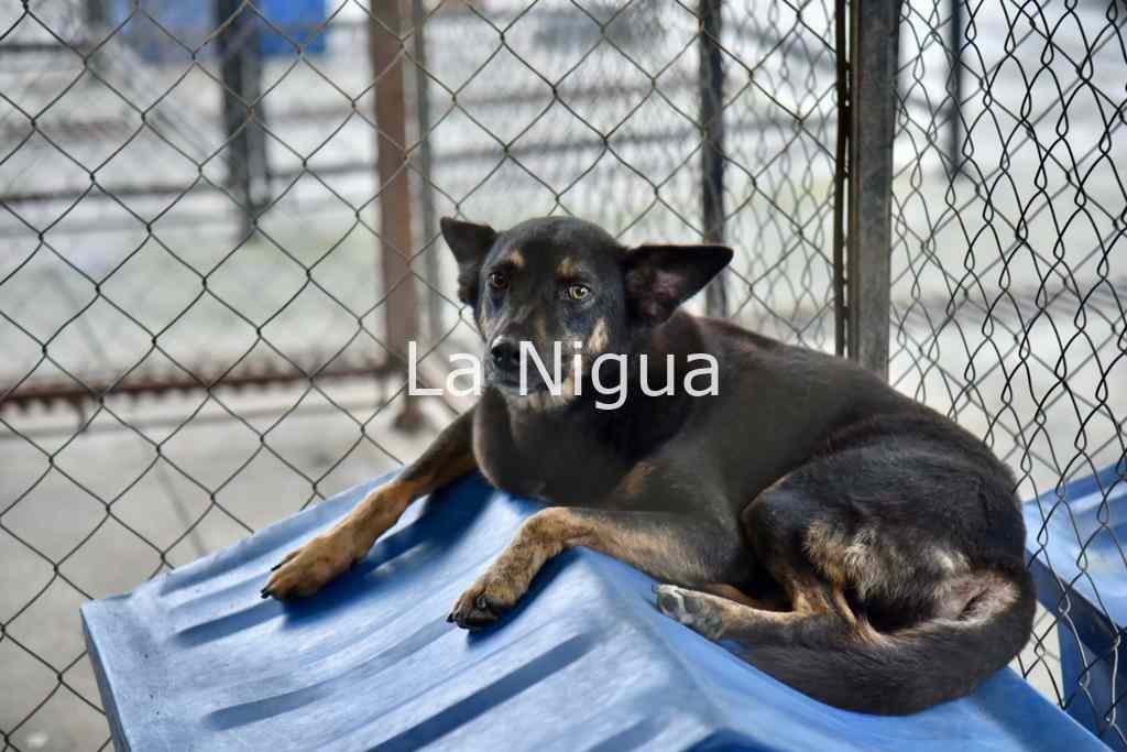 Buscan reformar el Reglamento de Bienestar Animal para que sea más inclusivo y funcional 1 img 20220313 wa00373057335376150694359