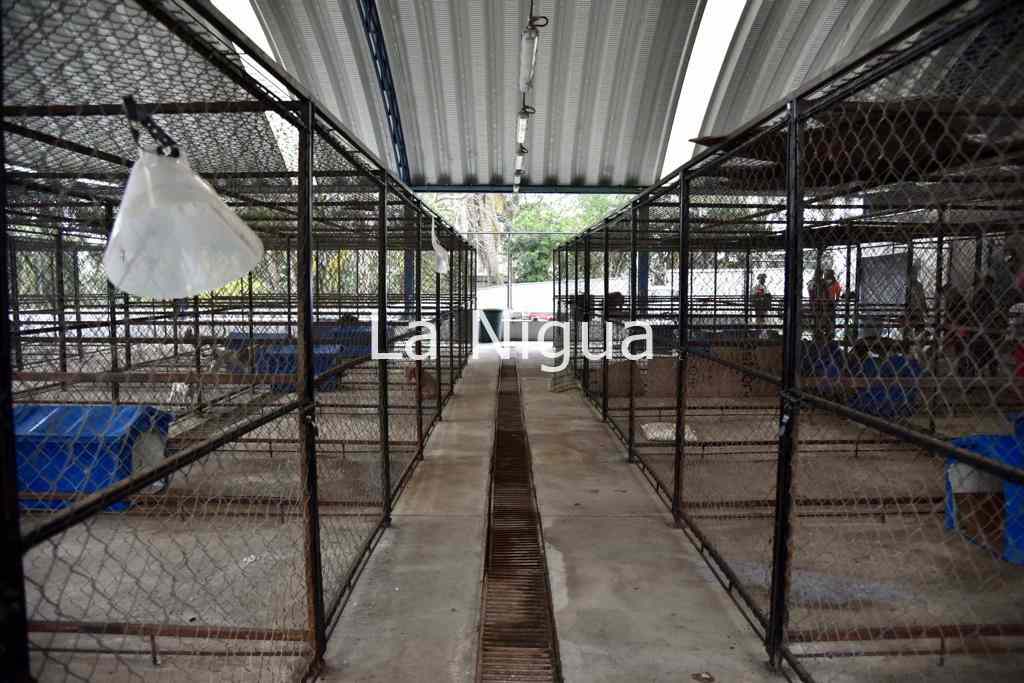 Buscan reformar el Reglamento de Bienestar Animal para que sea más inclusivo y funcional 2 img 20220313 wa00387348298385909102125
