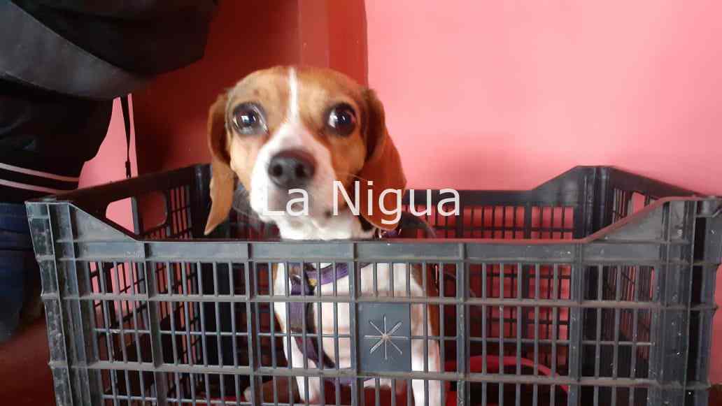 Esterilizan en Monte Blanco a 37 animales de compañía. 2 img 20220318 wa00264978605954634186973