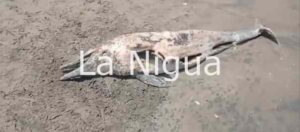 Aparece un delfin muerto en playas de Tecolutla 4 img 20220324 wa0024819847280138705966