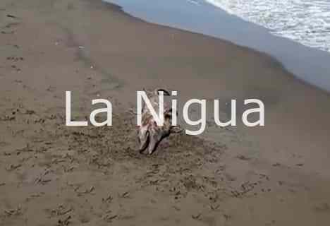 Aparece un delfin muerto en playas de Tecolutla 2 img 20220324 wa0025590357200109565235