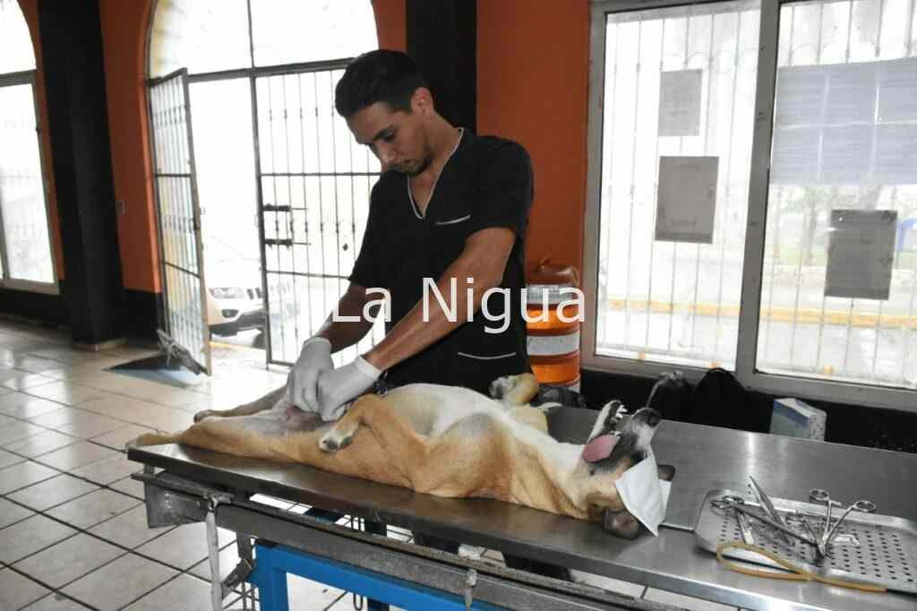 Esterilizan a perros y gatos en Monte Blanco