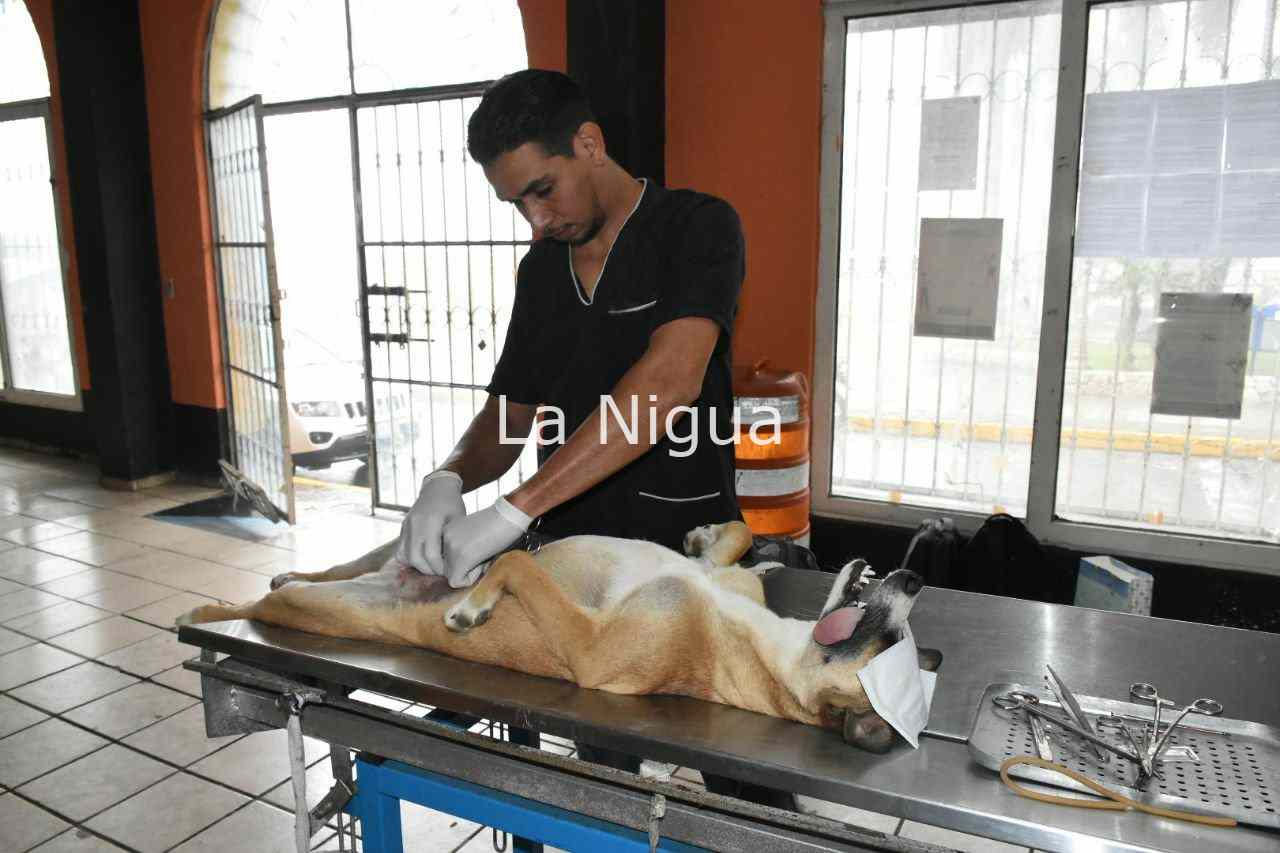 Esterilizan a perros y gatos en Monte Blanco 2 img 20220324 wa00412554431742174064054