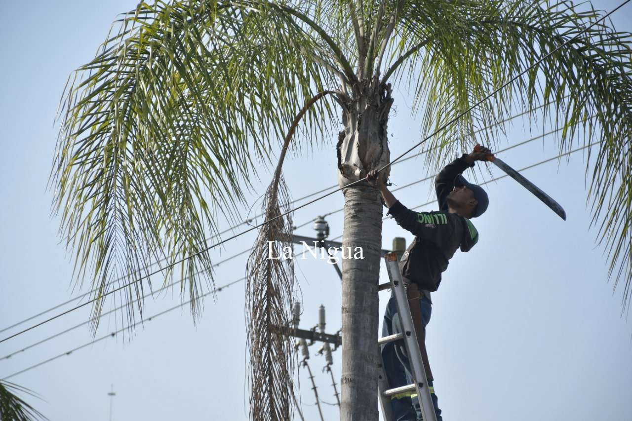 Inicia Parques y Jardines mantenimiento a bulevares de Córdoba 1 img 20220405 wa00712647785156614792746