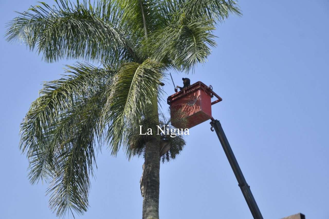 Inicia Parques y Jardines mantenimiento a bulevares de Córdoba 4 img 20220405 wa00737064764116962423393