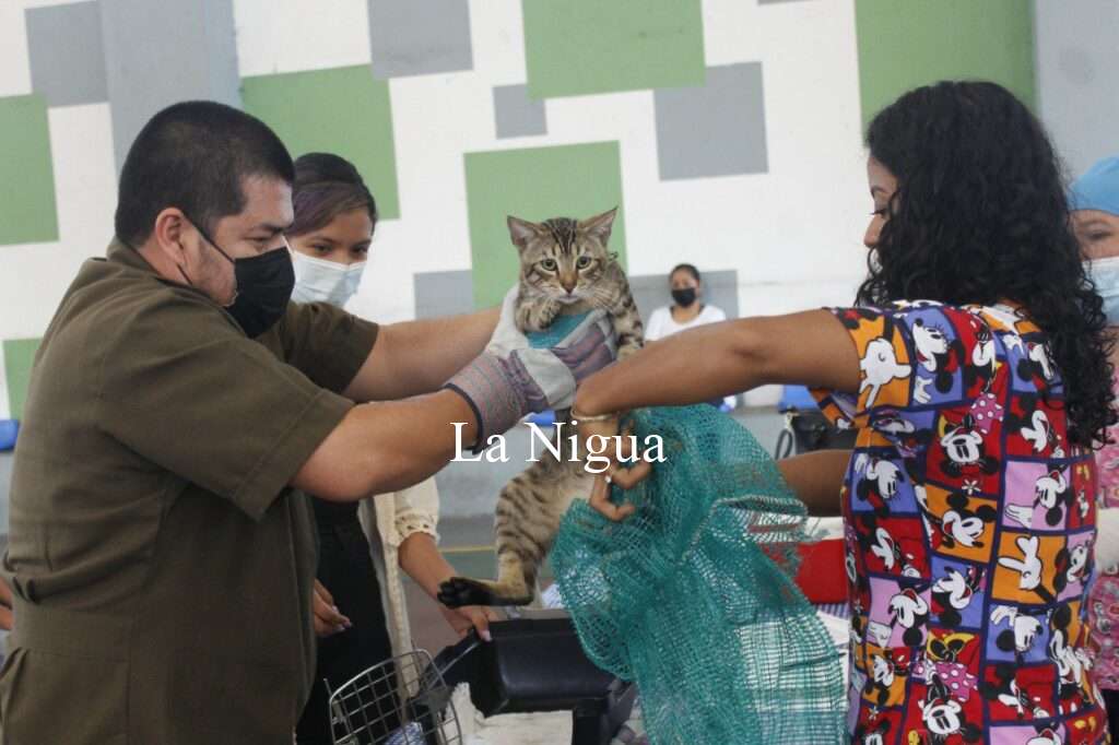Con jornadas de esterilización, Ayuntamiento de Atoyac busca frenar crecimiento desmedido de la población animal