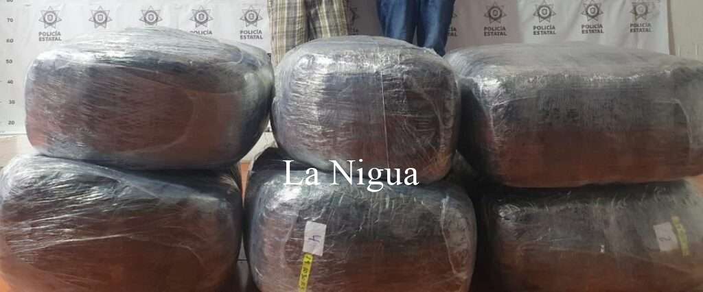 Asegura SSP más de 100 kilos de marihuana en Xalapa