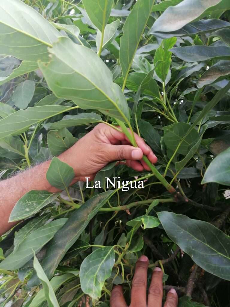 Capacitará Fomento Agropecuario a 42 productores de Córdoba en injerto de aguacate Hass 1 img 20220528 wa00081706778300949686320